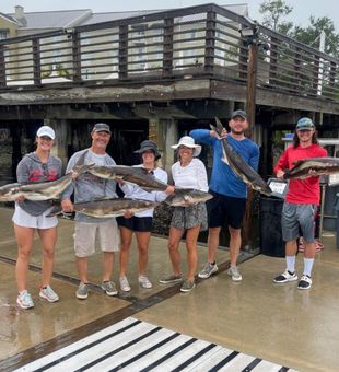 Species in Cobia in Charleston, SC